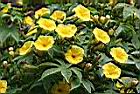 木玫瑰-花00.jpg