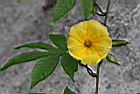 木玫瑰-花08.jpg