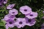 槭葉牽牛-花04.JPG