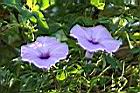 槭葉牽牛-花61.JPG