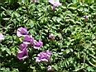槭葉牽牛花08.JPG