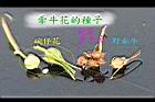 牽牛花-種子0.jpg