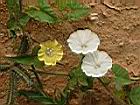 牽牛花-花0.JPG