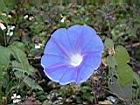 牽牛花44.jpg