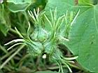 牽牛花77.jpg