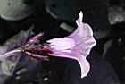 甘藷-花側00.jpg