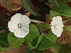 白花牽牛-花6.JPG