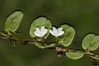 短梗土丁桂-花09.JPG