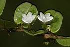 短梗土丁桂-花11.JPG
