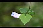 碗仔花-花苞5.jpg