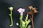 紅花野牽牛-花實1.jpg