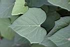 紅花野牽牛-葉03.jpg