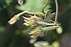紫花牽牛-青實2.jpg