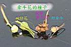 野牽牛-實0.jpg