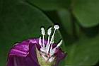 馬鞍藤-雌雄蕊05.JPG