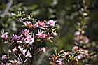 南澳杜鵑-花02.JPG