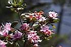 南澳杜鵑-花04.JPG