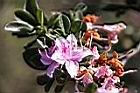 南澳杜鵑-花16.JPG