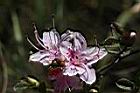 南澳杜鵑-花18.JPG