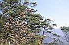 南澳杜鵑03.JPG