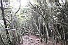 台灣杜鵑-林13.jpg