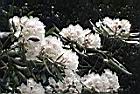 台灣杜鵑-花09.JPG