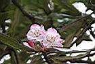 台灣杜鵑-花45.jpg