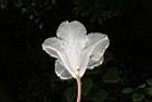 台灣杜鵑-花71.JPG