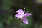 埔里杜鵑-花03.jpg