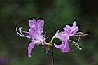 埔里杜鵑-花06.jpg