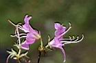 埔里杜鵑-花09.jpg
