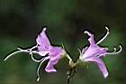 埔里杜鵑-花12.jpg