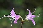 埔里杜鵑-花13.jpg