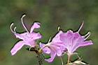 埔里杜鵑-花14.jpg