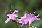 埔里杜鵑-花15.jpg