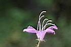 埔里杜鵑-花17.jpg