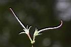 埔里杜鵑-雌蕊00.jpg