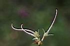 埔里杜鵑-雌蕊03.jpg