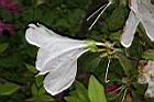 杜鵑花-白花-側0.JPG