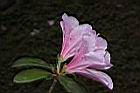 杜鵑花-粉紅-側01.JPG