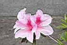 杜鵑花-粉紅18.JPG
