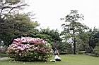 杜鵑花06.JPG