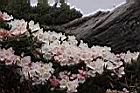 森氏杜鵑-花01.JPG