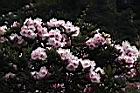 森氏杜鵑-花02.JPG
