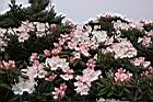 森氏杜鵑-花03.JPG