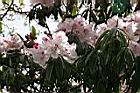 森氏杜鵑-花05.jpg