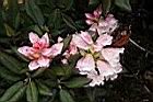 森氏杜鵑-花29.JPG