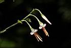 毛蕊木-花32.JPG