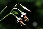 毛蕊木-花49.JPG