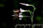 毛蕊木-花58.JPG